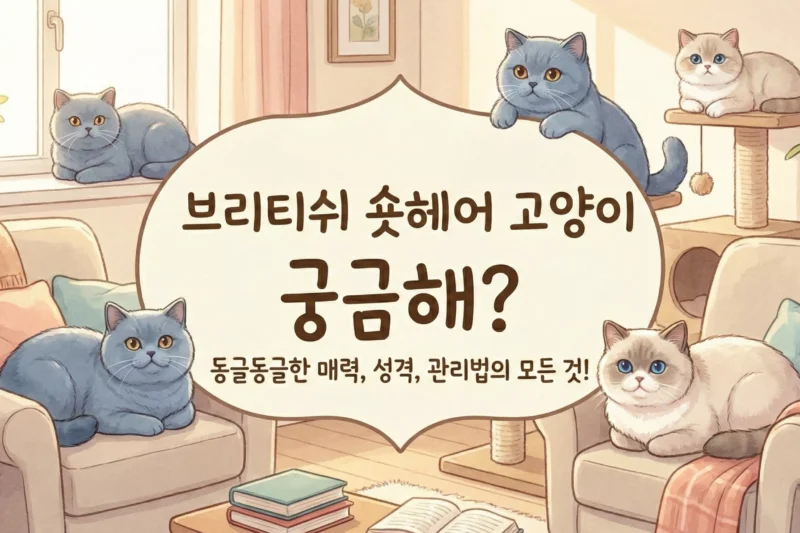 브리티쉬 숏헤어 고양이 10문 10답: 태생부터 비용까지 완벽 가이드