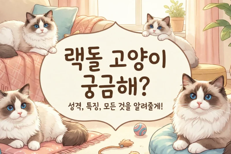 랙돌 고양이, 매력 탐구: 10문 10답으로 모든 궁금증 해결!