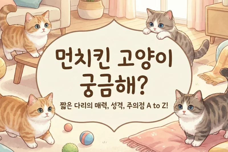 먼치킨 고양이 10문 10답: 태생부터 성격, 집사 준비까지 완벽 가이드