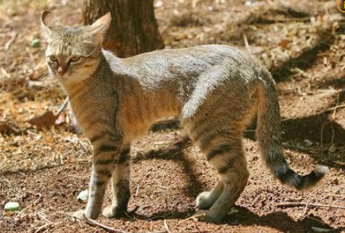 아프리카 고양이