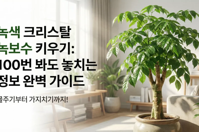 녹색보석 녹보수 키우기: 100번 봐도 놓치는 정보 완벽 가이드 (물주기부터 가지치기까지)