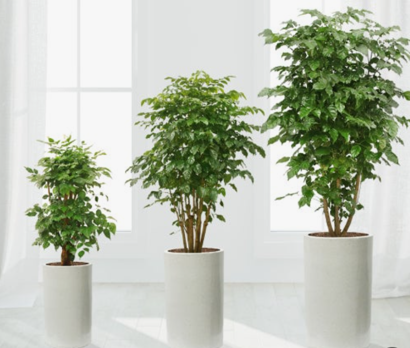 녹색보석 녹보수